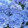 Hortensia - Hydrangea Macrophylla Bodensee -Promesse Fleurs Boutique Hortensia Hydrangea macrophylla Bodense 68843 1