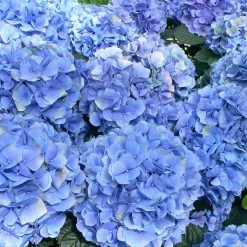 Hortensia - Hydrangea Macrophylla Bodensee