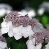 Hortensia Macrophylla Cloudi -Promesse Fleurs Boutique Hortensia Hydrangea macrophylla Cloudi copyright 1006451 1