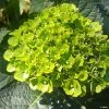 Hortensia - Hydrangea Macrophylla Green Ever Belles 2 Hortensia - Hydrangea Macrophylla Green Ever Belles -Promesse Fleurs Boutique Hortensia Hydrangea macrophylla Green Ever Belles Hortmagreclo copyright 183801 1