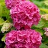 Hortensia - Hydrangea Macrophylla Pink Pop -Promesse Fleurs Boutique Hortensia Hydrangea macrophylla Pink Pop Music Collection copyright 183421 1