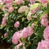 Hortensia - Hydrangea Macrophylla Soft Pink Salsa 2 Hortensia - Hydrangea Macrophylla Soft Pink Salsa -Promesse Fleurs Boutique Hortensia Hydrangea macrophylla Soft Pink Salsa Music Collection copyright 183431 1