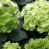 Hortensia - Hydrangea Macrophylla Verdi 1 Hortensia - Hydrangea Macrophylla Verdi -Promesse Fleurs Boutique Hortensia Hydrangea macrophylla Verdi IF 17906 1