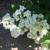 Hortensia - Hydrangea Serrata White On White -Promesse Fleurs Boutique Hortensia Hydrangea serrata White on White IF 182991 1