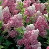 Hydrangea Paniculata Vanille Fraise - Hortensia Paniculé -Promesse Fleurs Boutique Hortensia Vanille Fraise Pot de C10L 82017 1