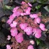 Hortensia Hybride - Hydrangea Daredevil -Promesse Fleurs Boutique Hortensia hybride hydrangea daredevil copyright 15070 1
