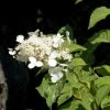 Hortensia - Hydrangea Paniculata White Moth -Promesse Fleurs Boutique Hortensia paniculata White Moth 67816 1