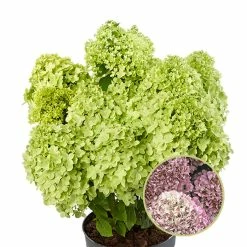 Hydrangea Paniculata Pandora - Hortensia Paniculé