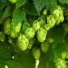 Houblon HOPS (Humulus) - Véritable Houblon De Brassage -Promesse Fleurs Boutique Houblon HOPS Humulus Veritable houblon de brassage copyright 17596 1