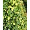 Houblon - Humulus Lupulus Prima Donna 1 Houblon - Humulus Lupulus Prima Donna -Promesse Fleurs Boutique Humulus lupulus Prima Donna 86224 1