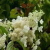 Hydrangea Paniculata Kyushu - Hortensia Paniculé 1 Hydrangea Paniculata Kyushu - Hortensia Paniculé -Promesse Fleurs Boutique Hydragea paniculata Kyushu 7865 1 1