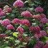 Hortensia Arborescens Bella Anna 1 Hortensia Arborescens Bella Anna -Promesse Fleurs Boutique Hydrangea Bella Anna 67833 2