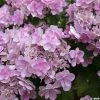 Hortensia - Hydrangea Macrophylla You And Me Forever 2 Hortensia - Hydrangea Macrophylla You And Me Forever -Promesse Fleurs Boutique Hydrangea You Me Forever 78224 1