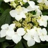 Hortensia - Hydrangea Angustipetala Golden Crane