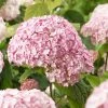 Hortensia Arborescens Candybelle® Bubblegum -Promesse Fleurs Boutique Hydrangea arborescens Candybelle Bubblegum 89524 1