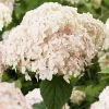 Hortensia Arborescens Candybelle Marshmallow -Promesse Fleurs Boutique Hydrangea arborescens Candybelle Marshmallow 89525 1