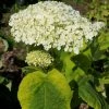 Hortensia Arborescens Golden Annabelle 1 Hortensia Arborescens Golden Annabelle -Promesse Fleurs Boutique Hydrangea arborescens Golden Annabelle 86250 1