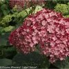 Hortensia Arborescens Ruby Annabelle -Promesse Fleurs Boutique Hydrangea arborescens Invincibelle Ruby 83730 1