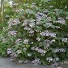 Hortensia - Hydrangea Aspera Bellevue -Promesse Fleurs Boutique Hydrangea aspera Bellevue 82657 1