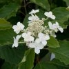 Hydrangea Paniculata Levana - Hortensia Paniculé -Promesse Fleurs Boutique Hydrangea levana 7423 1 1