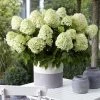 Hydrangea Paniculata Little Spooky - Hortensia Paniculé -Promesse Fleurs Boutique Hydrangea little spooky 16579 1