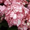 Hortensia - Hydrangea Macrophylla Miss Saori -Promesse Fleurs Boutique Hydrangea macrophilla Miss Saori 78218 1