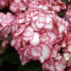 Hortensia - Hydrangea Macrophylla Miss Saori