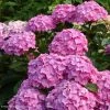 Hortensia - Hydrangea Macrophylla Benelux (rose) -Promesse Fleurs Boutique Hydrangea macrophylla Benelux rose 85238 1