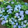 Hortensia - Hydrangea Macrophylla Blauer Prinz 1 Hortensia - Hydrangea Macrophylla Blauer Prinz -Promesse Fleurs Boutique Hydrangea macrophylla Blauer Prinz 100032 1