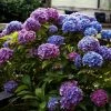 Hortensia - Hydrangea Macrophylla Blauer Zwerg -Promesse Fleurs Boutique Hydrangea macrophylla Blauer Zwerg 88323 1