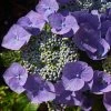 Hortensia - Hydrangea Macrophylla Blaumeise -Promesse Fleurs Boutique Hydrangea macrophylla Blaumeise 85453 1 1