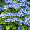 Hortensia - Hydrangea Macrophylla Blue Sky -Promesse Fleurs Boutique Hydrangea macrophylla Blue Sky copyright 100647 1