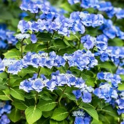 Hortensia - Hydrangea Macrophylla Blue Sky