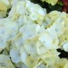 Hortensia - Hydrangea Macrophylla Caipirinha -Promesse Fleurs Boutique Hydrangea macrophylla Caipirinha 85449 1 1