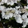 Hortensia - Hydrangea Macrophylla Choco Chic 2 Hortensia - Hydrangea Macrophylla Choco Chic -Promesse Fleurs Boutique Hydrangea macrophylla Choco Chic 82565 1