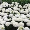 Hortensia - Hydrangea Macrophylla Choco Pur -Promesse Fleurs Boutique Hydrangea macrophylla Choco Pur 82739 1 1