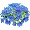 Hortensia - Hydrangea Macrophylla Early Blue 2 Hortensia - Hydrangea Macrophylla Early Blue -Promesse Fleurs Boutique Hydrangea macrophylla Early Blue 82740 1 1
