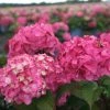 Hortensia - Hydrangea Macrophylla Endless Summer Bloomstar 2 Hortensia - Hydrangea Macrophylla Endless Summer Bloomstar -Promesse Fleurs Boutique Hydrangea macrophylla Endless Summer Bloomstar 81412 1