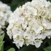 Hortensia - Hydrangea Macrophylla Endless Summer The Bride 1 Hortensia - Hydrangea Macrophylla Endless Summer The Bride -Promesse Fleurs Boutique Hydrangea macrophylla Endless Summer The Bride 85486 1 1