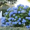 Hortensia - Hydrangea Macrophylla Endless Summer The Original (bleu) 2 Hortensia - Hydrangea Macrophylla Endless Summer The Original (bleu) -Promesse Fleurs Boutique Hydrangea macrophylla Endless Summer The Original bleu 85452 1
