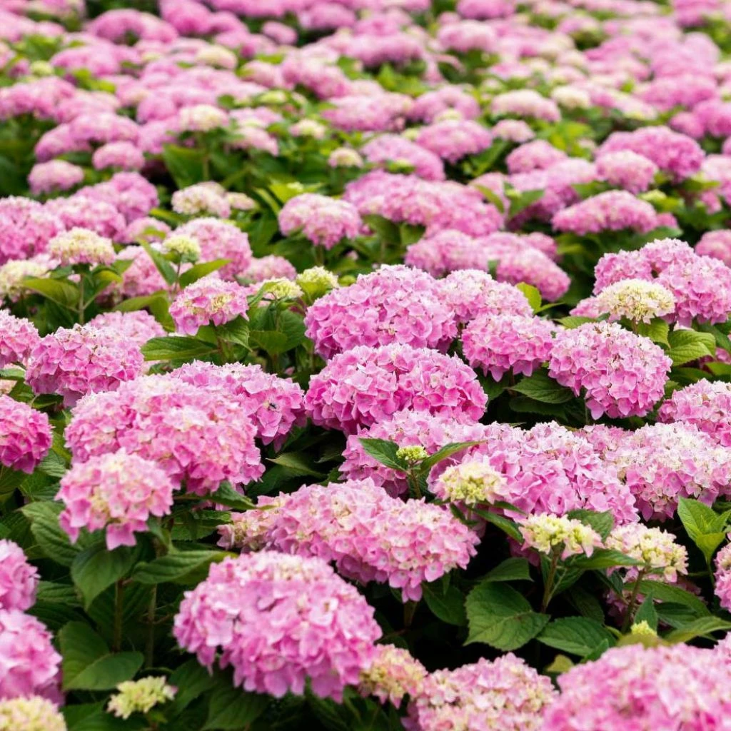 Hortensia - Hydrangea Macrophylla Endless Summer The Original (Rose) 3 Hortensia - Hydrangea Macrophylla Endless Summer The Original (Rose)