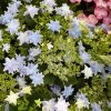 Hortensia - Hydrangea Macrophylla Fireworks Blue 1 Hortensia - Hydrangea Macrophylla Fireworks Blue -Promesse Fleurs Boutique Hydrangea macrophylla Fireworks Blue 83184 1