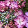 Hortensia - Hydrangea Macrophylla French Cancan -Promesse Fleurs Boutique Hydrangea macrophylla French Cancan copyright 8257011 1