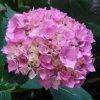 Hortensia - Hydrangea Macrophylla La Marne -Promesse Fleurs Boutique Hydrangea macrophylla La Marne 85454 1 1