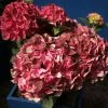 Hortensia - Hydrangea Macrophylla Magical Crimson -Promesse Fleurs Boutique Hydrangea macrophylla Magical Crimson 81578 1