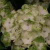 Hortensia - Hydrangea Macrophylla Magical Noblesse -Promesse Fleurs Boutique Hydrangea macrophylla Magical Noblesse 81585 1