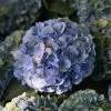 Hortensia Macrophylla Mathilde Gutges 1 Hortensia Macrophylla Mathilde Gutges -Promesse Fleurs Boutique Hydrangea macrophylla Mathilde Gutges 85455 1 1