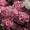 Hortensia - Hydrangea Macrophylla Red Ace -Promesse Fleurs Boutique Hydrangea macrophylla Red Ace 83105 1