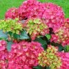 Hortensia - Hydrangea Macrophylla Red Reggae (Music Collection) -Promesse Fleurs Boutique Hydrangea macrophylla Red Reggae Music Collection 85450 1 1