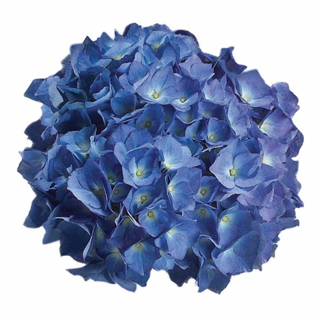 Hortensia - Hydrangea Macrophylla Renate Steiniger 3 Hortensia - Hydrangea Macrophylla Renate Steiniger